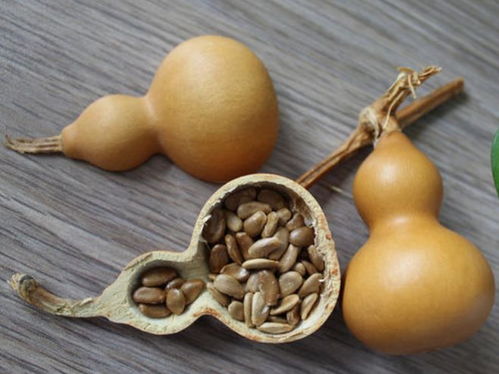 陽臺種葫蘆,既可以觀賞還可制作工藝品,好處多多